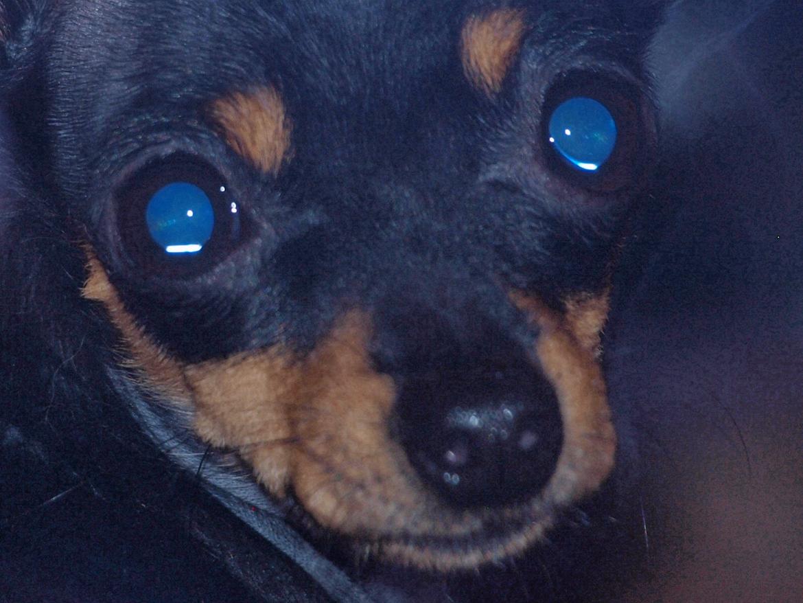 Prazsky krysarik ab PEPSI  billede 4