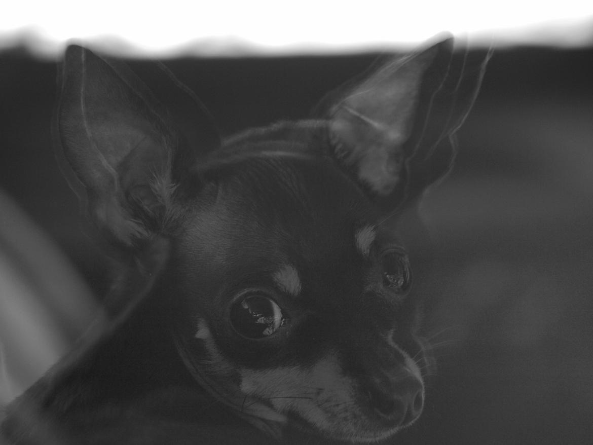 Prazsky krysarik ab PEPSI  billede 5