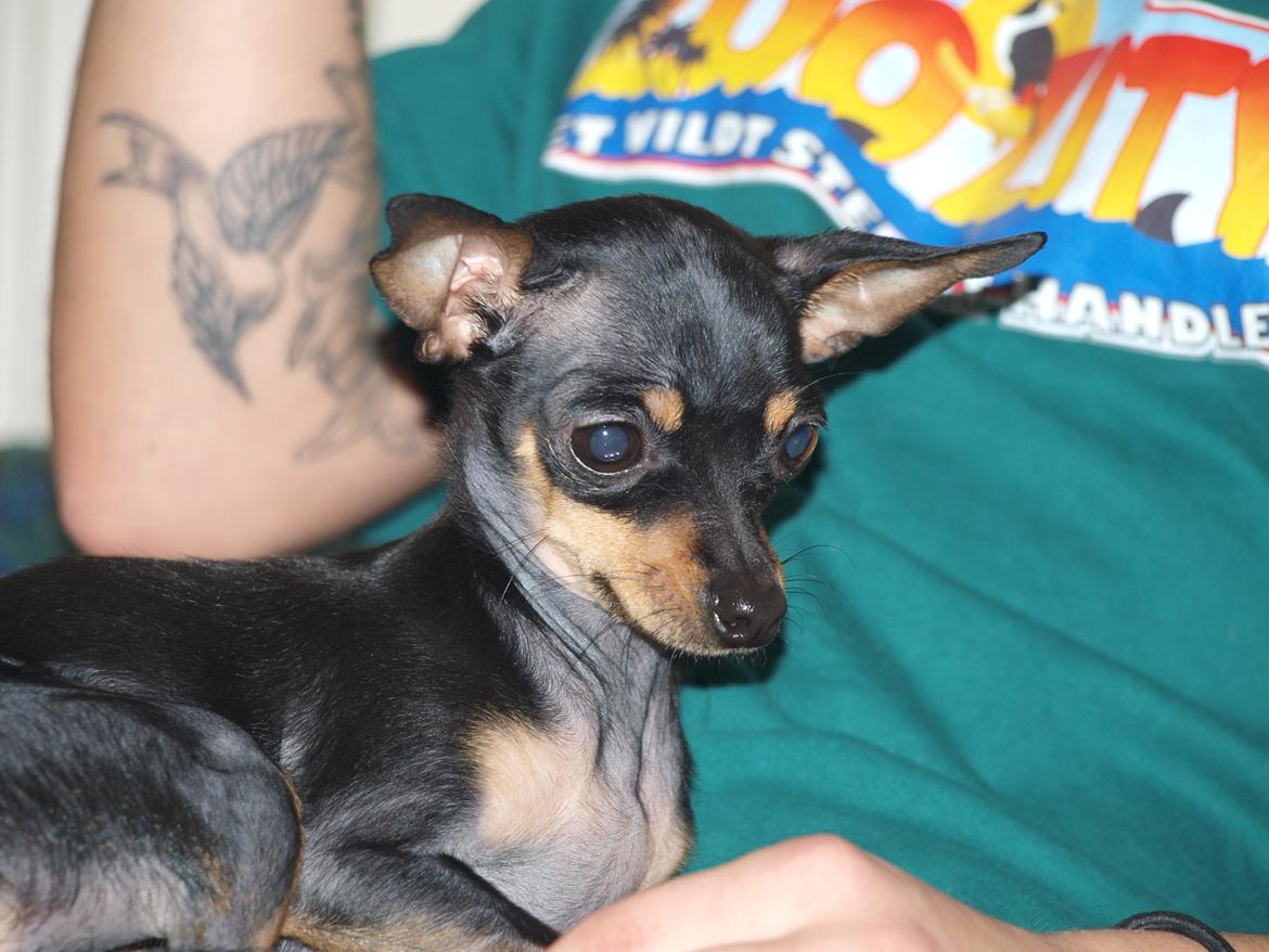 Prazsky krysarik ab PEPSI  billede 6