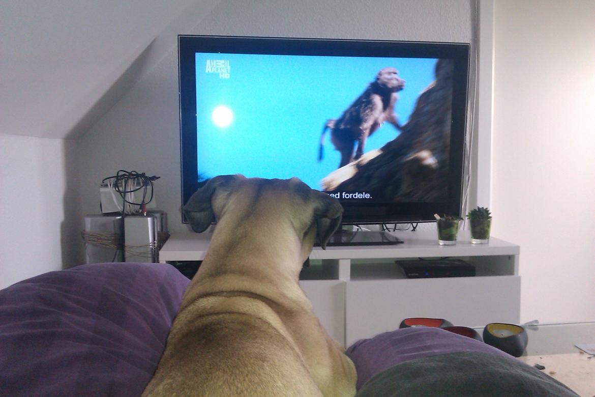 Bullmastiff Raya (Bullgrin's 'N Librrani No Mercy) - 14 uger billede 11