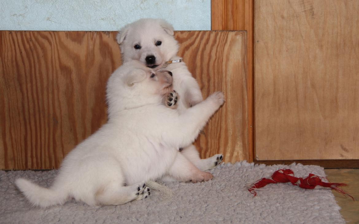 Hvid Schweizisk Hyrdehund Ny Hviddueholm's Enya - Den 5. februar 2012, fødte Ny Hviddueholm's Ida 5 hvalpe, 2 tæver og 3 hanner, dette er L kuldet dag 27, http://www.ny-hviddueholm.dk/index.htm  billede 18