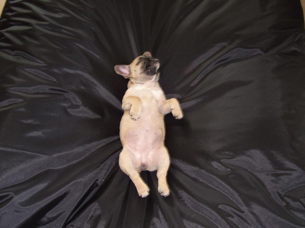 Fransk bulldog Siff - Tager lige en slapper i fatboyen billede 16