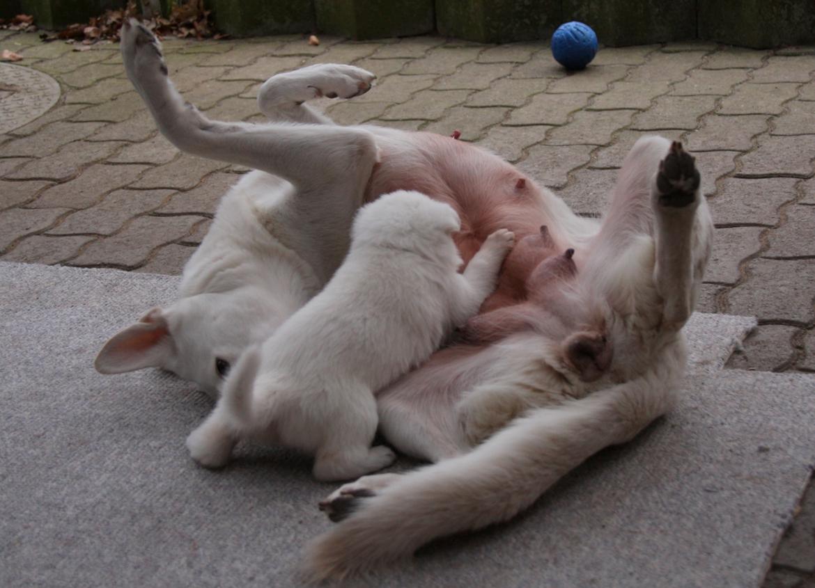 Hvid Schweizisk Hyrdehund Ny Hviddueholm's Enya - Den 5. februar 2012, fødte Ny Hviddueholm's Ida 5 hvalpe, 2 tæver og 3 hanner, dette er L kuldet dag 28, http://www.ny-hviddueholm.dk/index.htm  billede 19