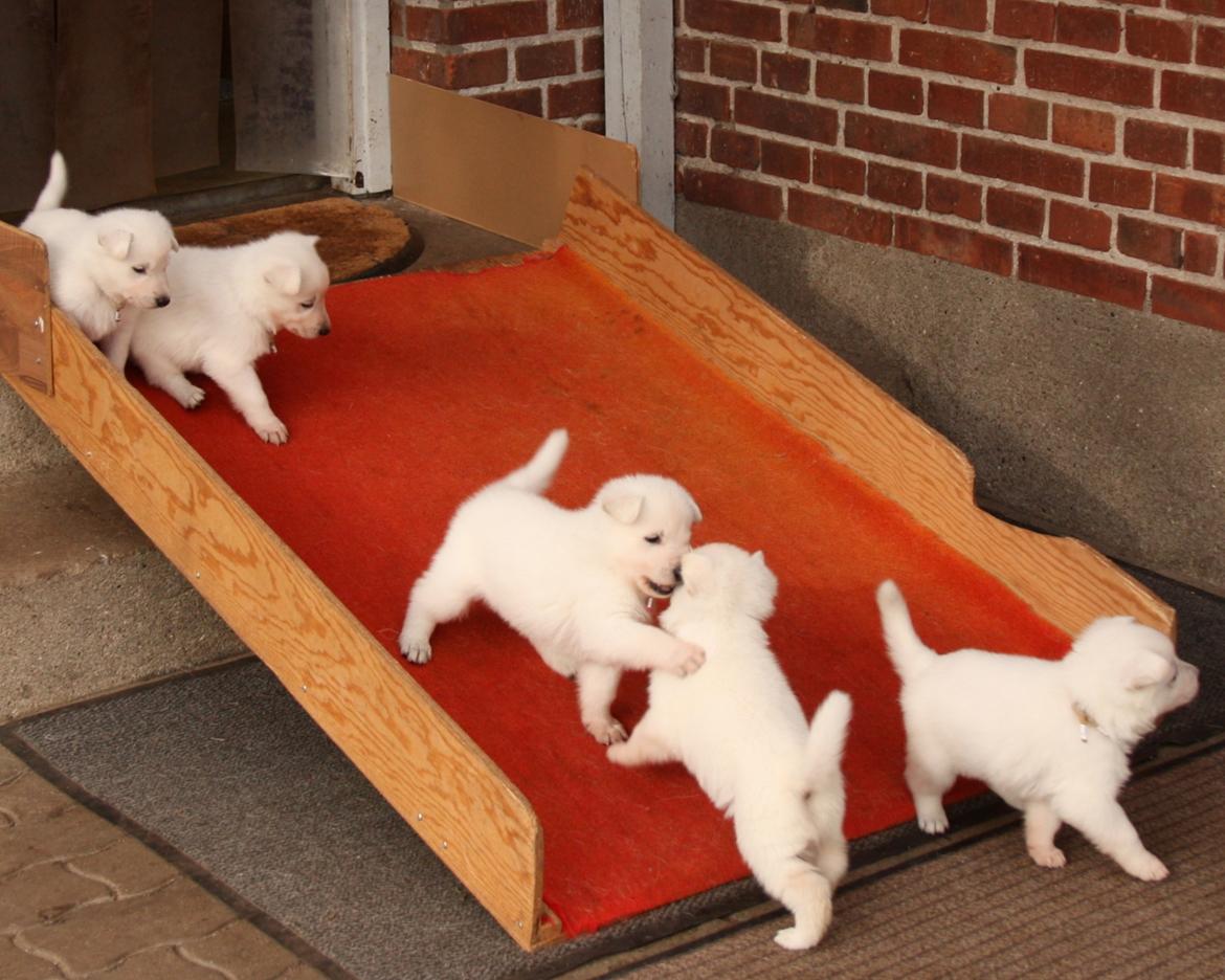 Hvid Schweizisk Hyrdehund Ny Hviddueholm's Enya - Den 5. februar 2012, fødte Ny Hviddueholm's Ida 5 hvalpe, 2 tæver og 3 hanner, dette er L kuldet dag 29, http://www.ny-hviddueholm.dk/index.htm  billede 20