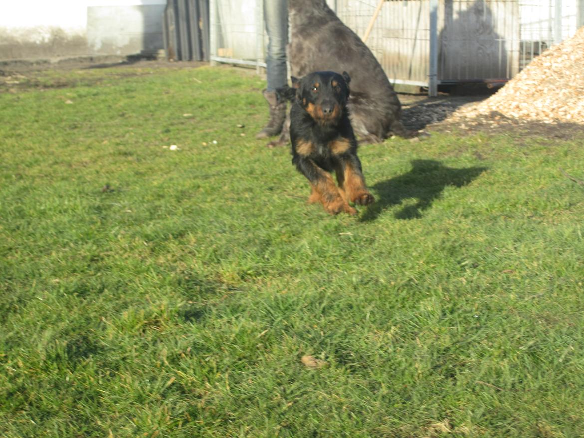 Tysk jagtterrier Buller<3 Farvel min ven <3 - hey der er en fotograf ta et bilede af mig  billede 8