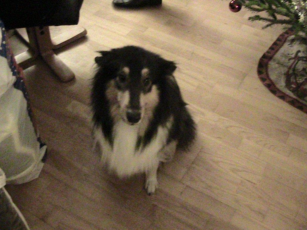 Collie langhåret Bailey billede 1