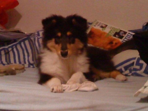 Collie langhåret Bailey billede 2