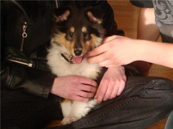 Collie langhåret Bailey billede 3