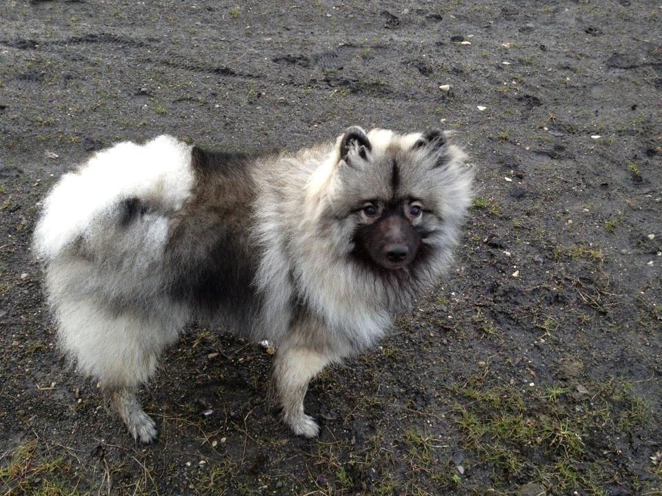 Keeshond Anton - Allerede min dejlige ven... billede 1