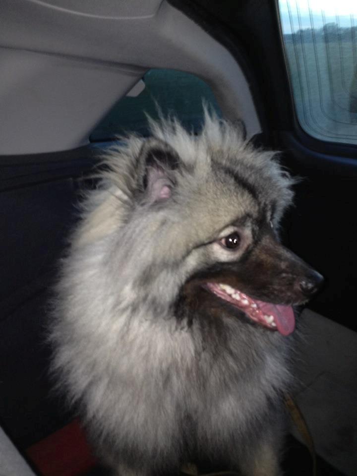 Keeshond Anton - På vej hjem i bilen billede 3