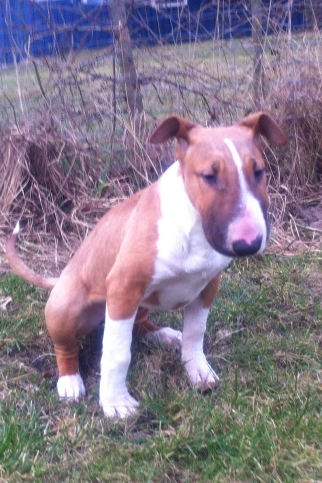 Bullterrier Mulle billede 15