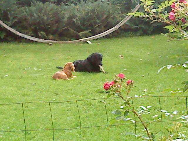 Cocker spaniel Hr. Larsen - Larsen møder stor hund.
han tænker : "skal jeg tage hans ben?". billede 9