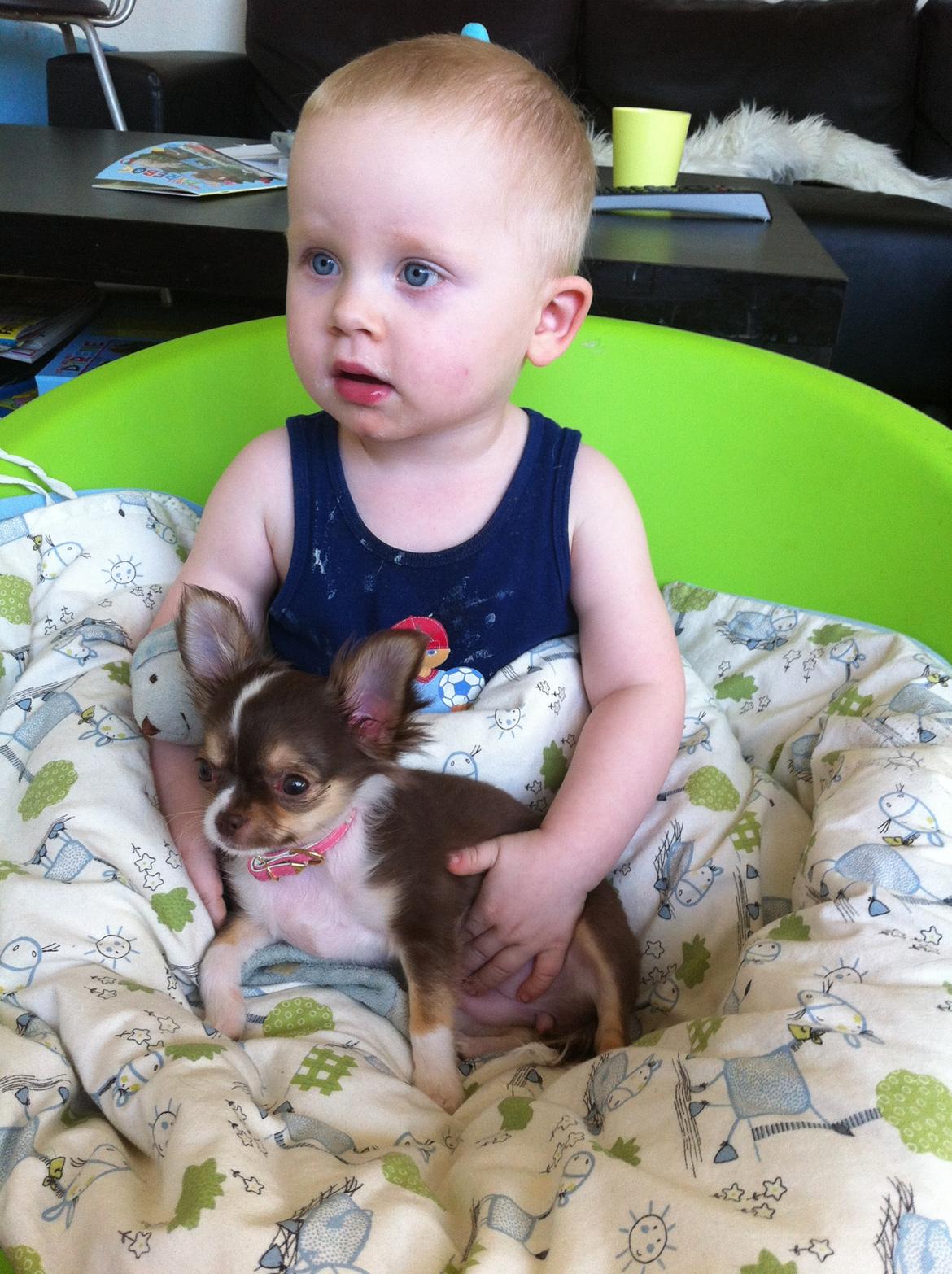 Chihuahua Gaja - Mine <3 billede 10