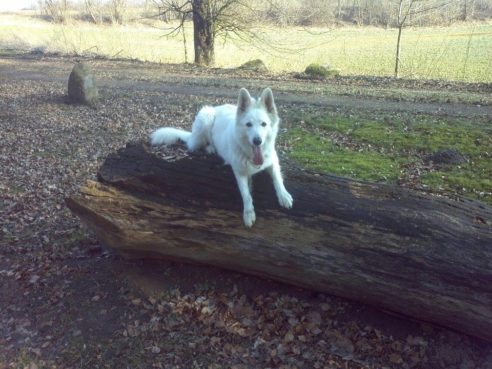 Hvid schæfer mille - her ligger man altså bare godt far..:-) billede 11