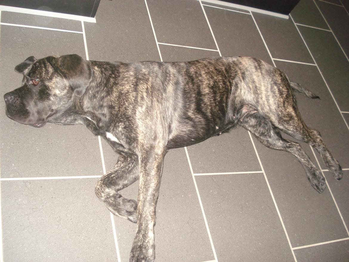 Cane corso Enzo billede 9