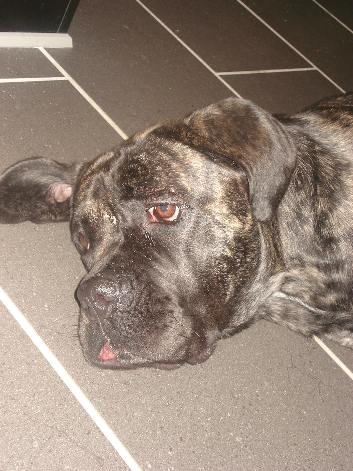 Cane corso Enzo billede 10