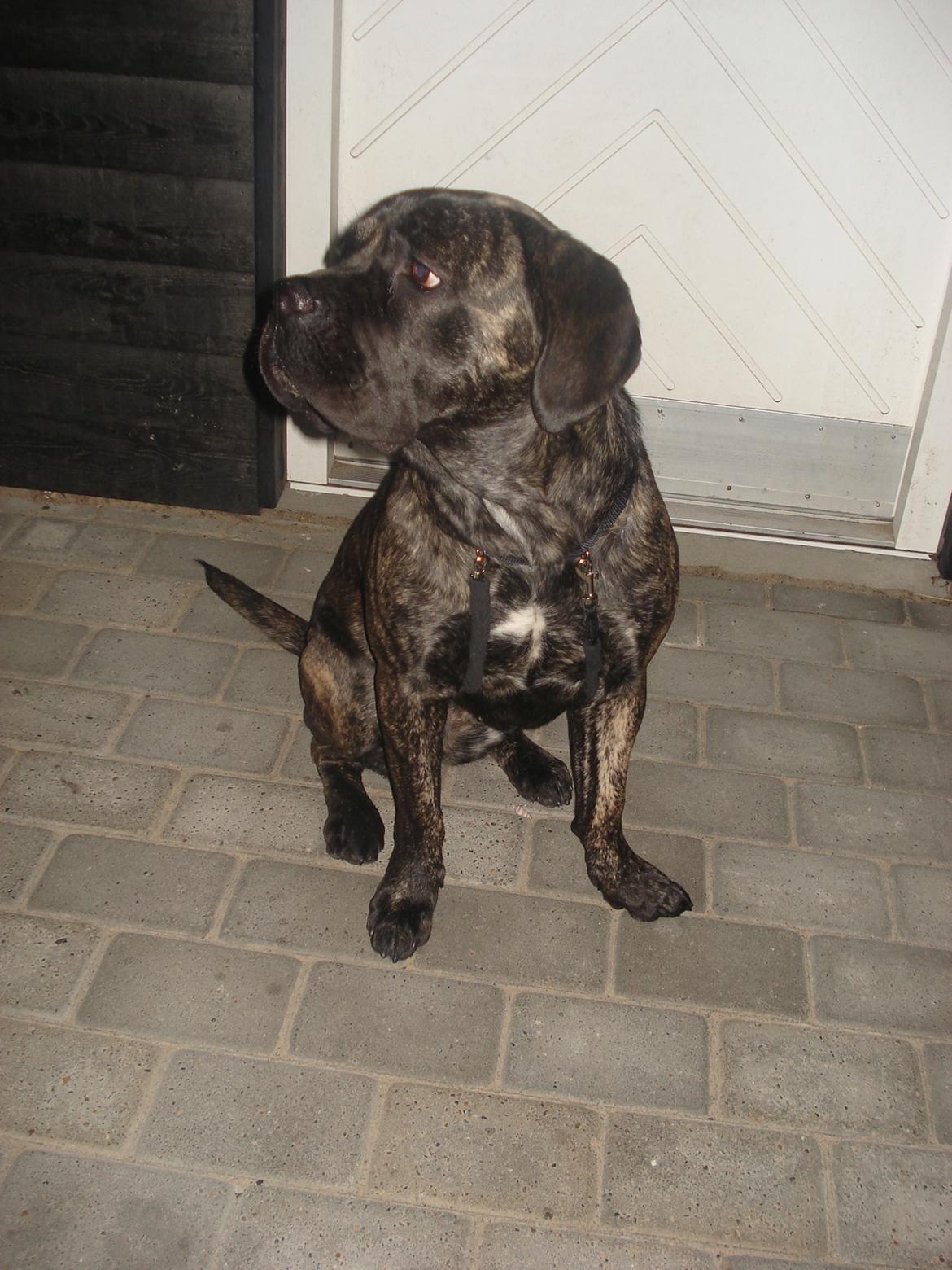 Cane corso Enzo billede 11