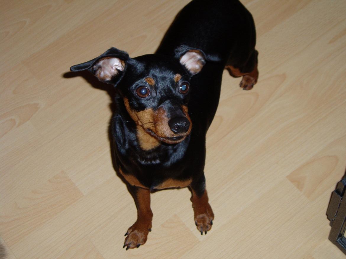 Dvaergpinscher Zappi billede 1