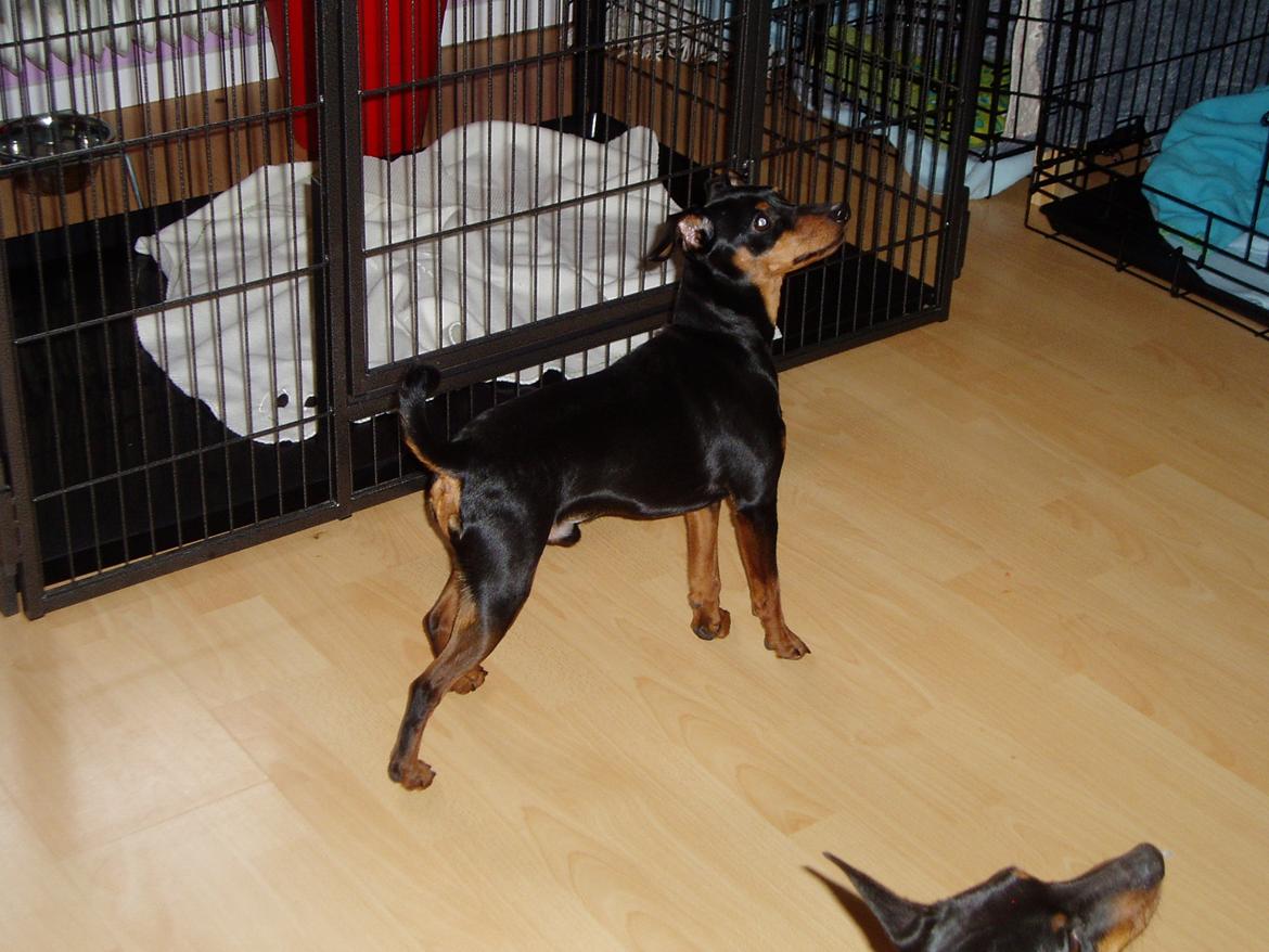 Dvaergpinscher Zappi billede 2