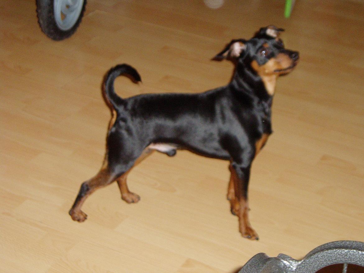 Dvaergpinscher Zappi billede 3