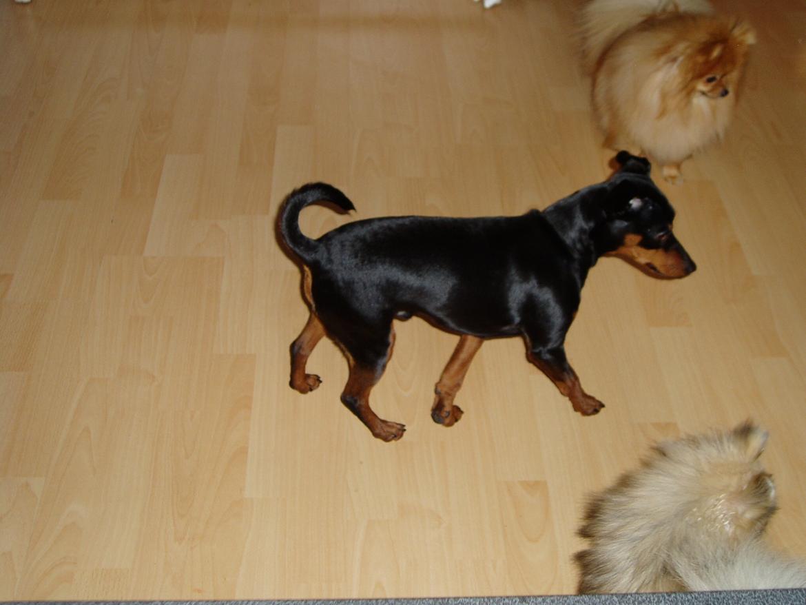 Dvaergpinscher Zappi billede 4