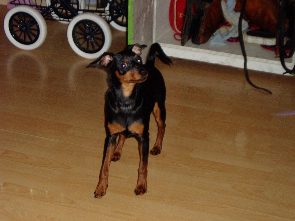 Dvaergpinscher Zappi billede 5