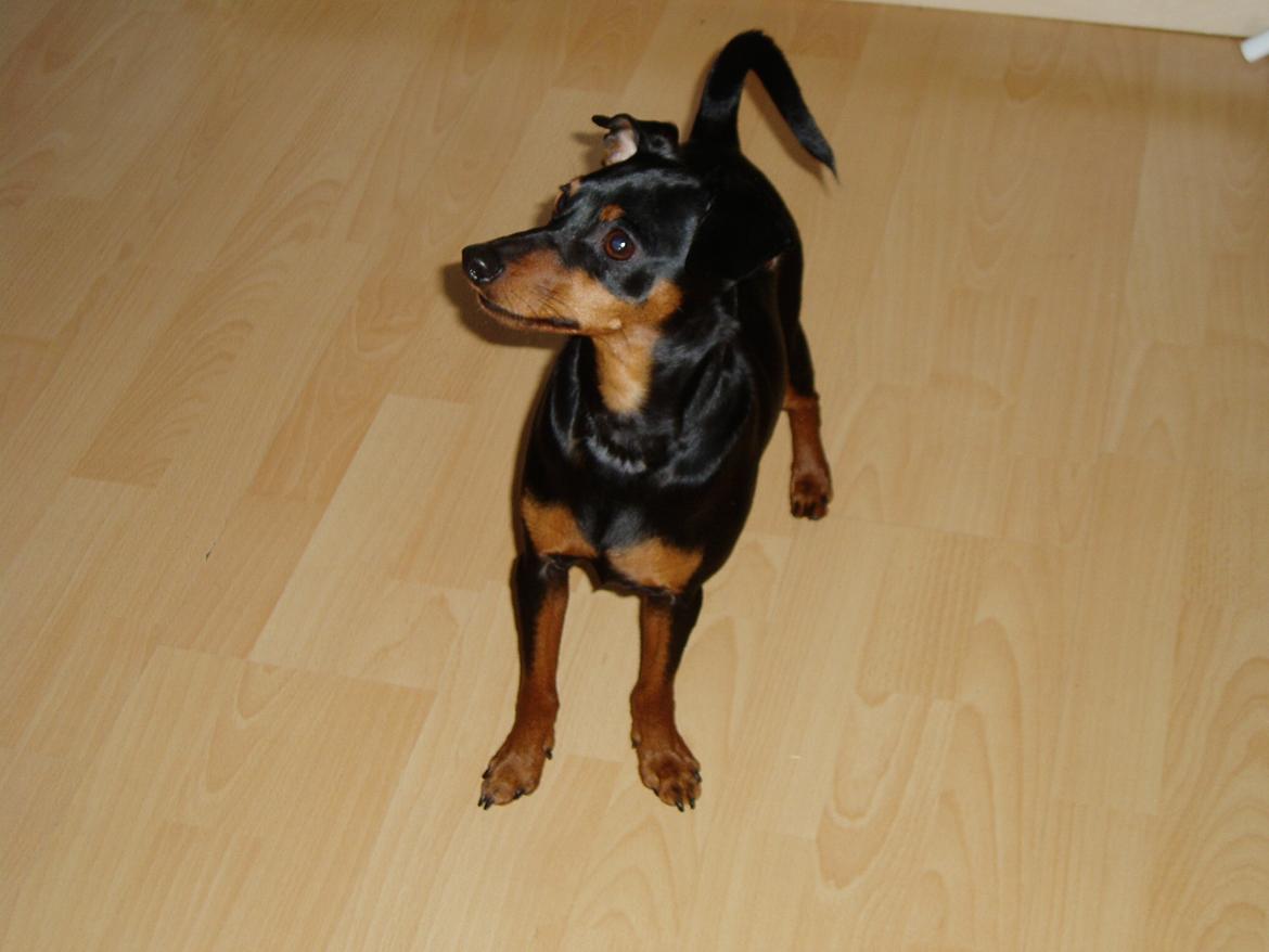 Dvaergpinscher Zappi billede 6