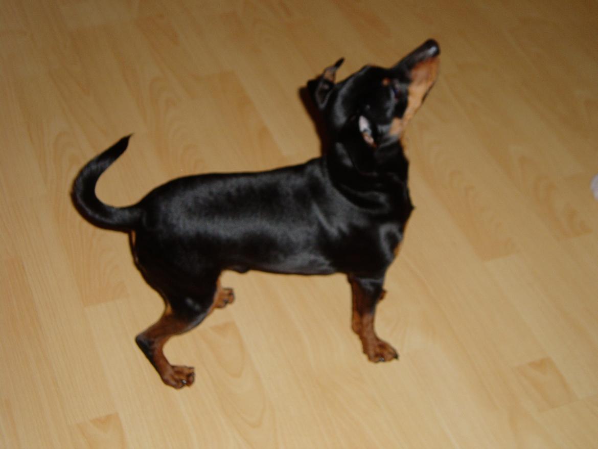 Dvaergpinscher Zappi billede 7
