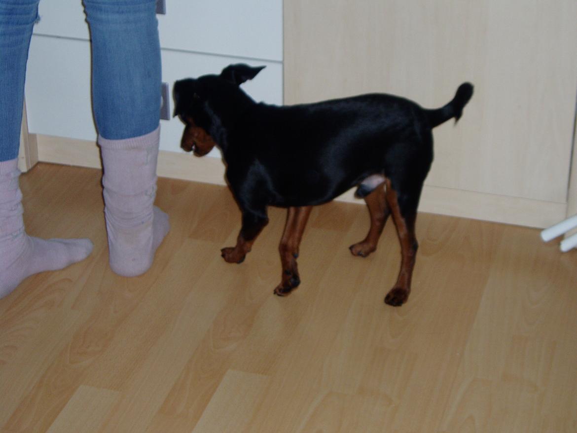 Dvaergpinscher Zappi billede 8