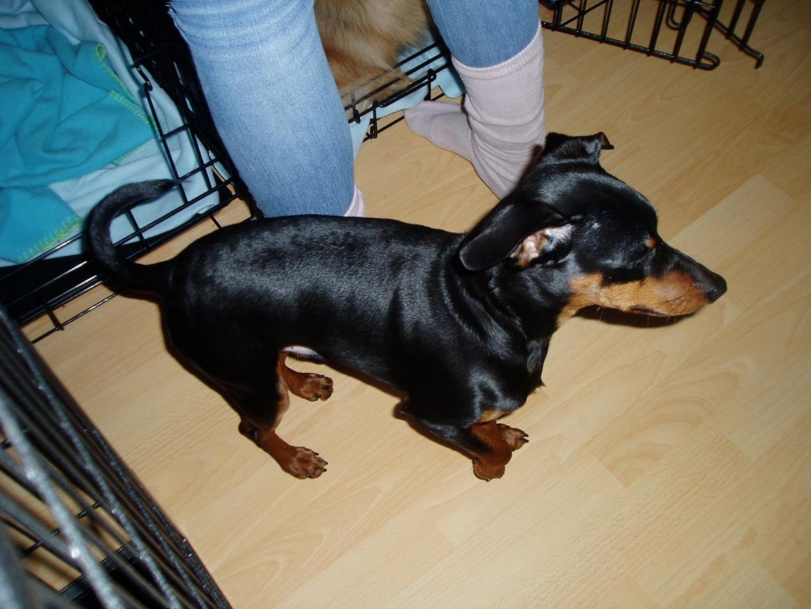 Dvaergpinscher Zappi billede 9