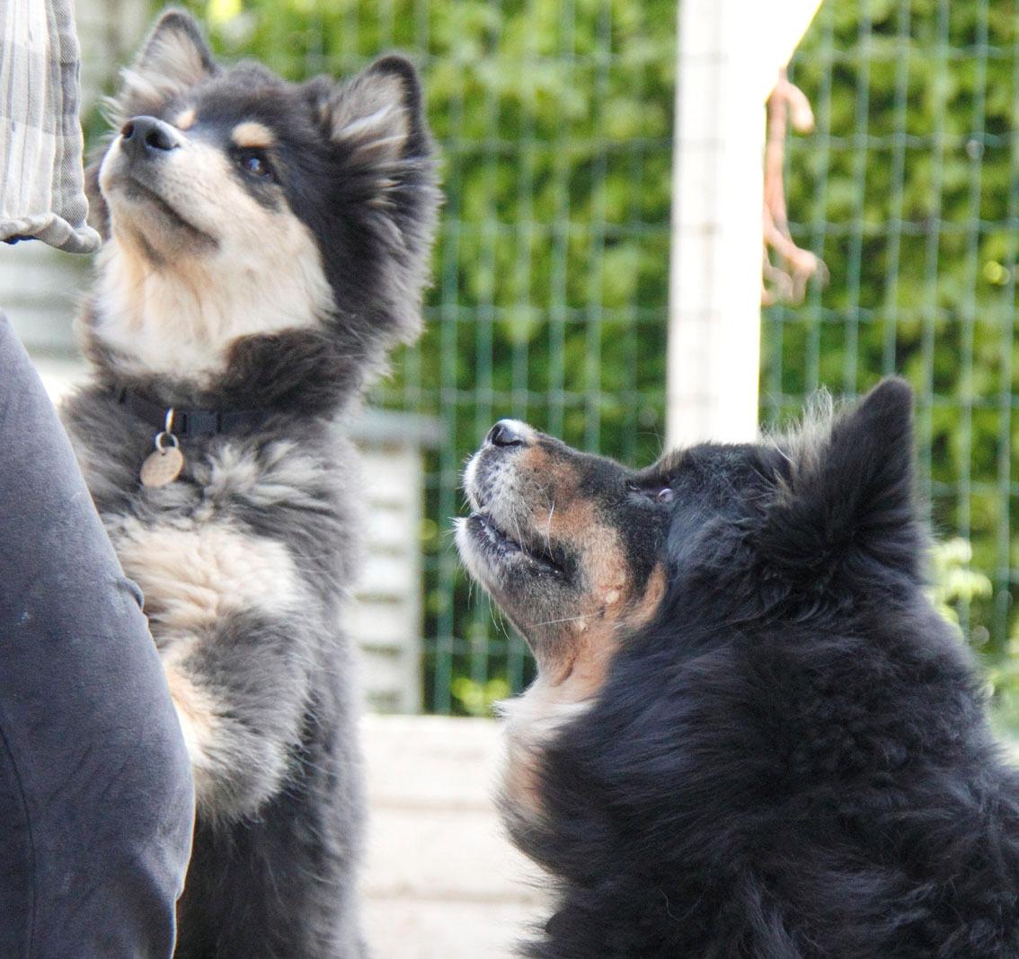 Finsk lapphund Kello Zikki - Zikki 4,5 md. Zikki til venstre og bedstemor Disa til højre. Er der godbidder? billede 13