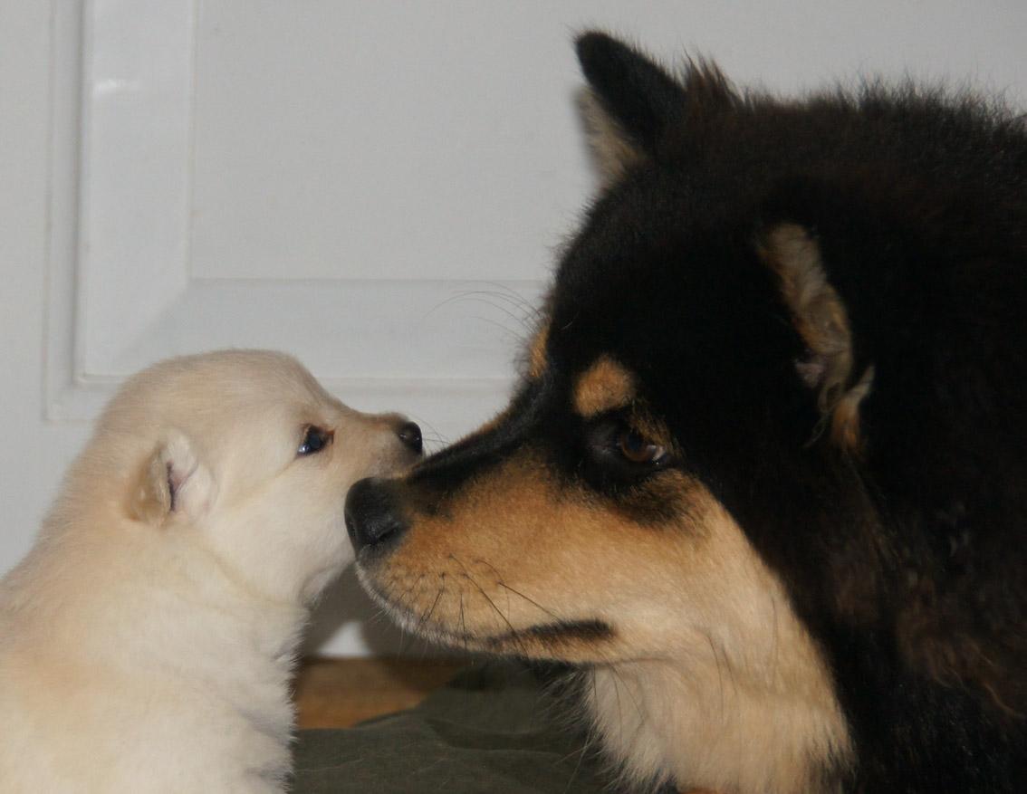 Finsk lapphund Kello Zikki - Zikki 3/4 år. Studerer moster Unikukka's hvalpe, som hun forøvrigt tog sig rigtig meget af. billede 3