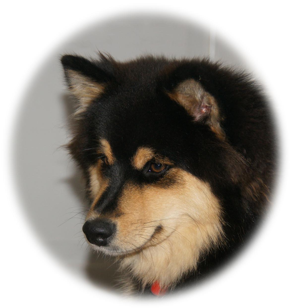 Finsk lapphund Kello Zikki - Zikki 3/4 år. Studerer hvalpe på afstand. billede 2