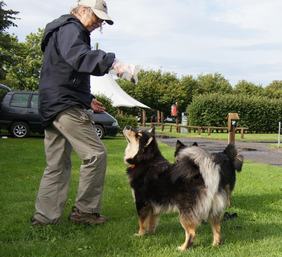 Finsk lapphund Kello Zikki - Zikki og Pilkki på træf på Fyn. billede 4