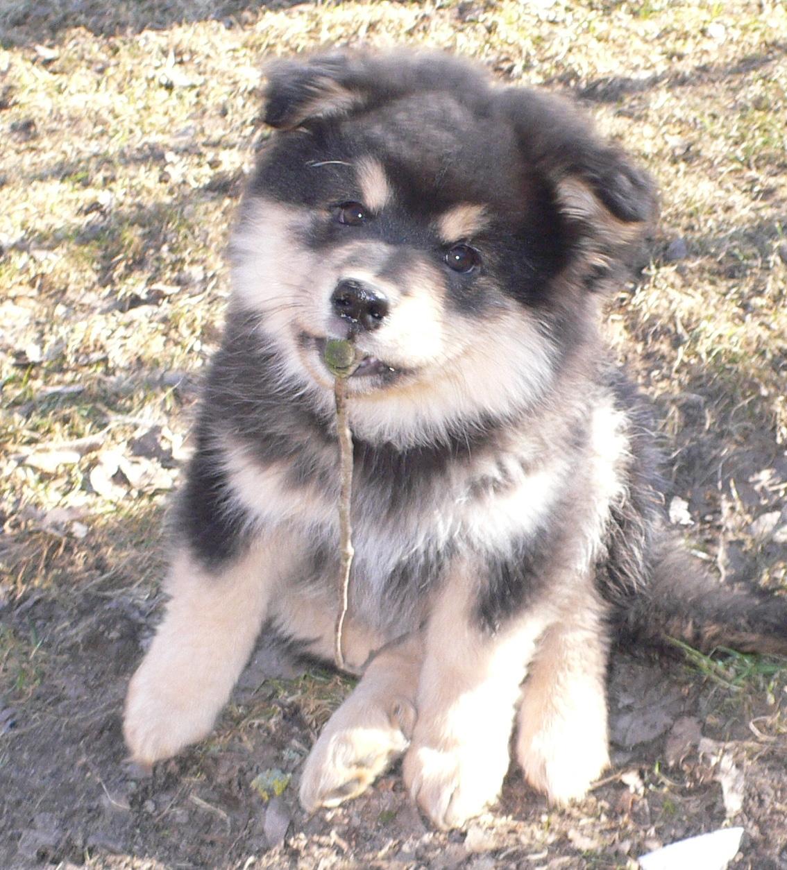 Finsk lapphund Kello Zikki - Zikki 9-10 uger. billede 19