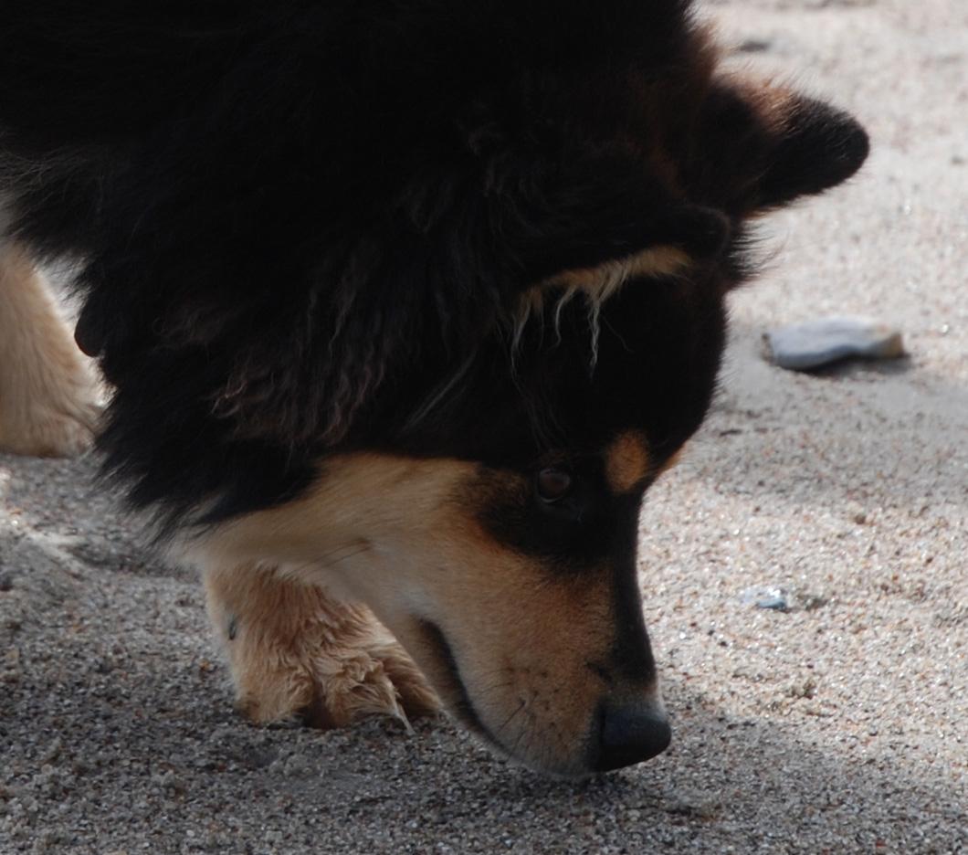 Finsk lapphund Kello Zikki - Zikki ½ år. Undersøger duftene på stranden. billede 5