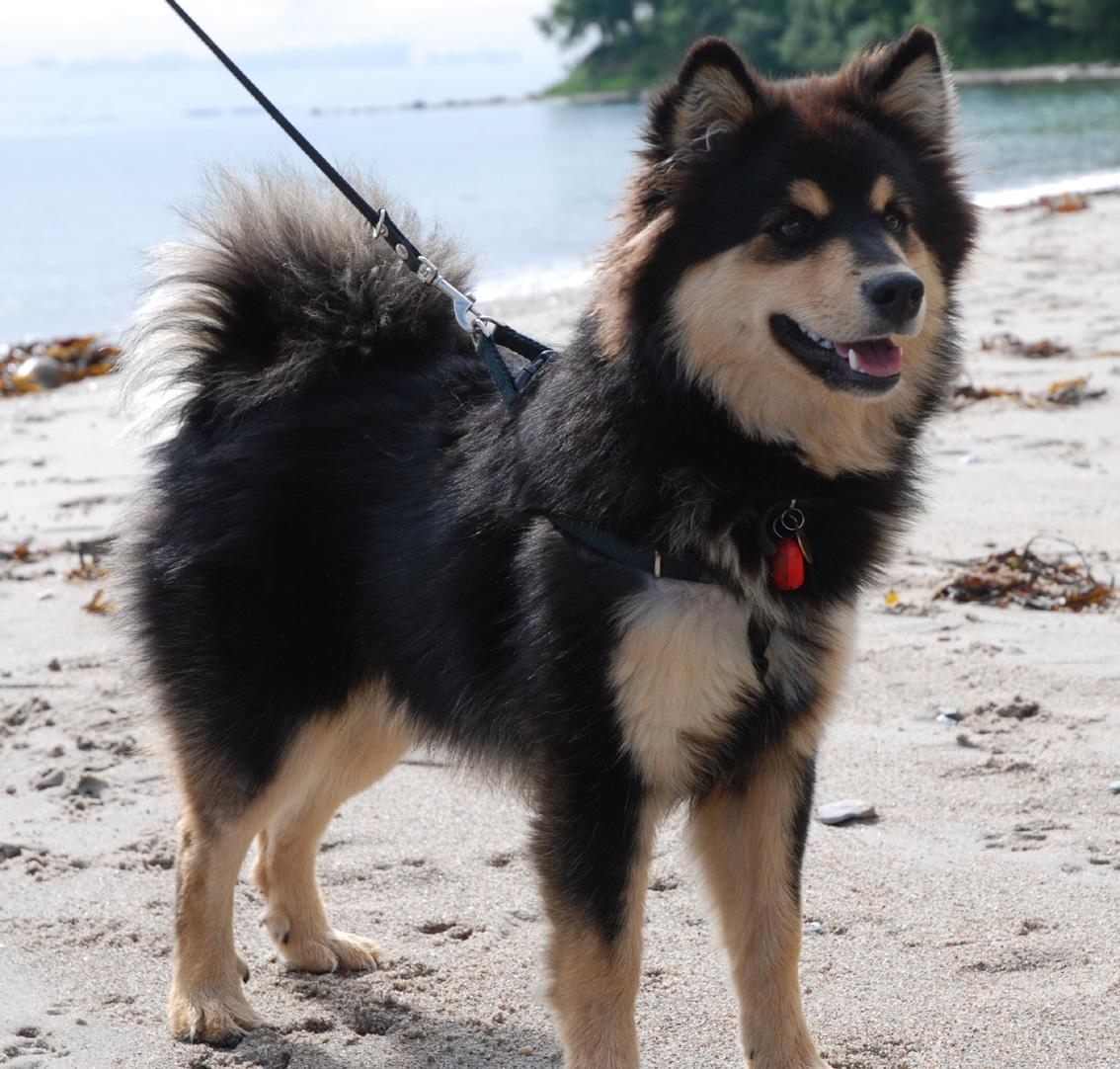 Finsk lapphund Kello Zikki - Zikki ½ år. Er på stranden for første gang. Var med på vikingetræf ved Moesgård. billede 6