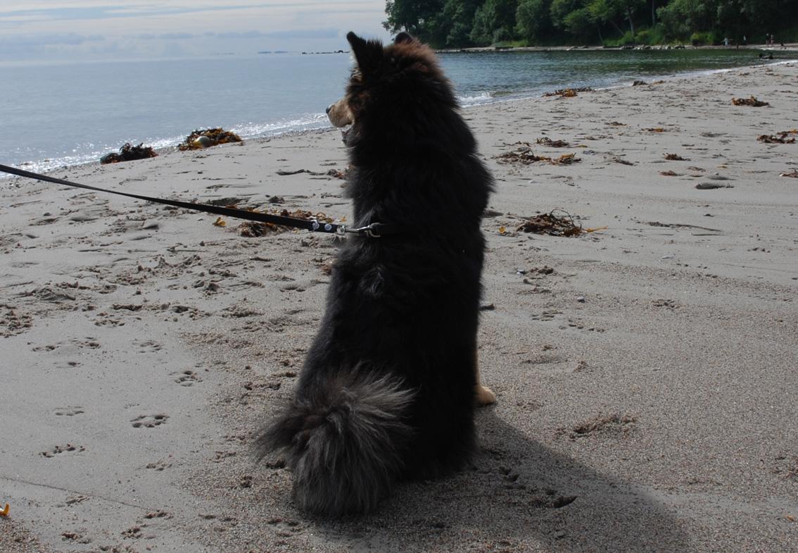 Finsk lapphund Kello Zikki - Zikki ½ år. Hun nyder stranden ved Moesgård. billede 7