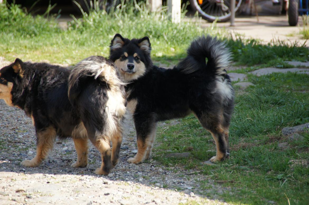 Finsk lapphund Kello Zikki - Zikki og mor Pilkki i forgrunden. billede 8