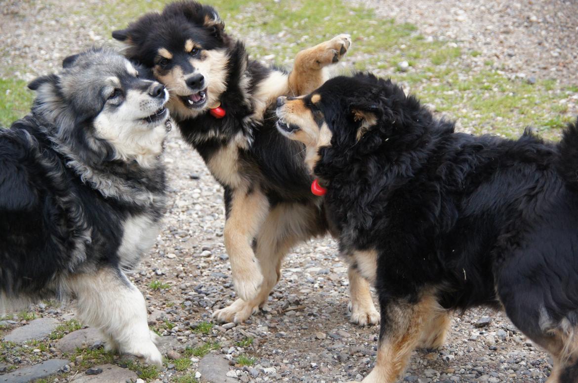 Finsk lapphund Kello Zikki - Åh nej, både mor og moster om lille Zikki. billede 10