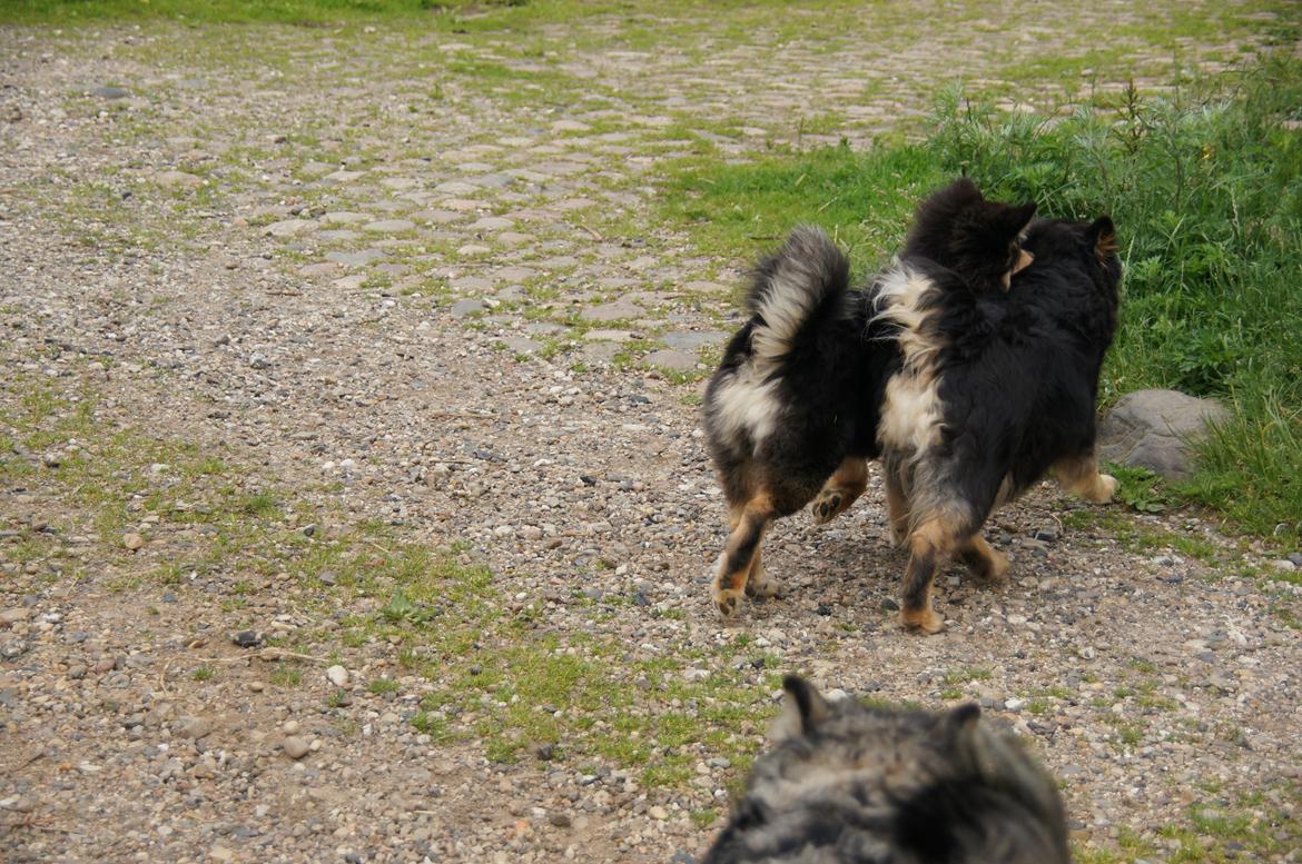 Finsk lapphund Kello Zikki - Zikki til venstre og mor Pilkki til højre. billede 9