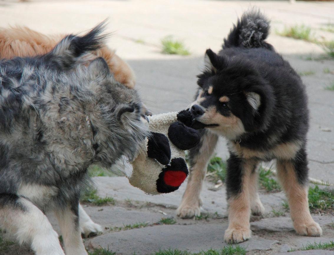 Finsk lapphund Kello Zikki - Zikki og Unikukka leger. billede 12