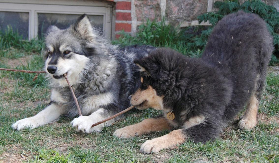 Finsk lapphund Kello Zikki - Moster Unikukka viser lige Zikki, hvordan man behandler en pind. billede 11