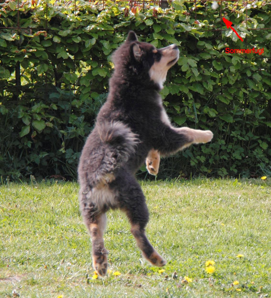 Finsk lapphund Kello Zikki - Zikki 4,5 md. Springer efter en sommerfugl. billede 15