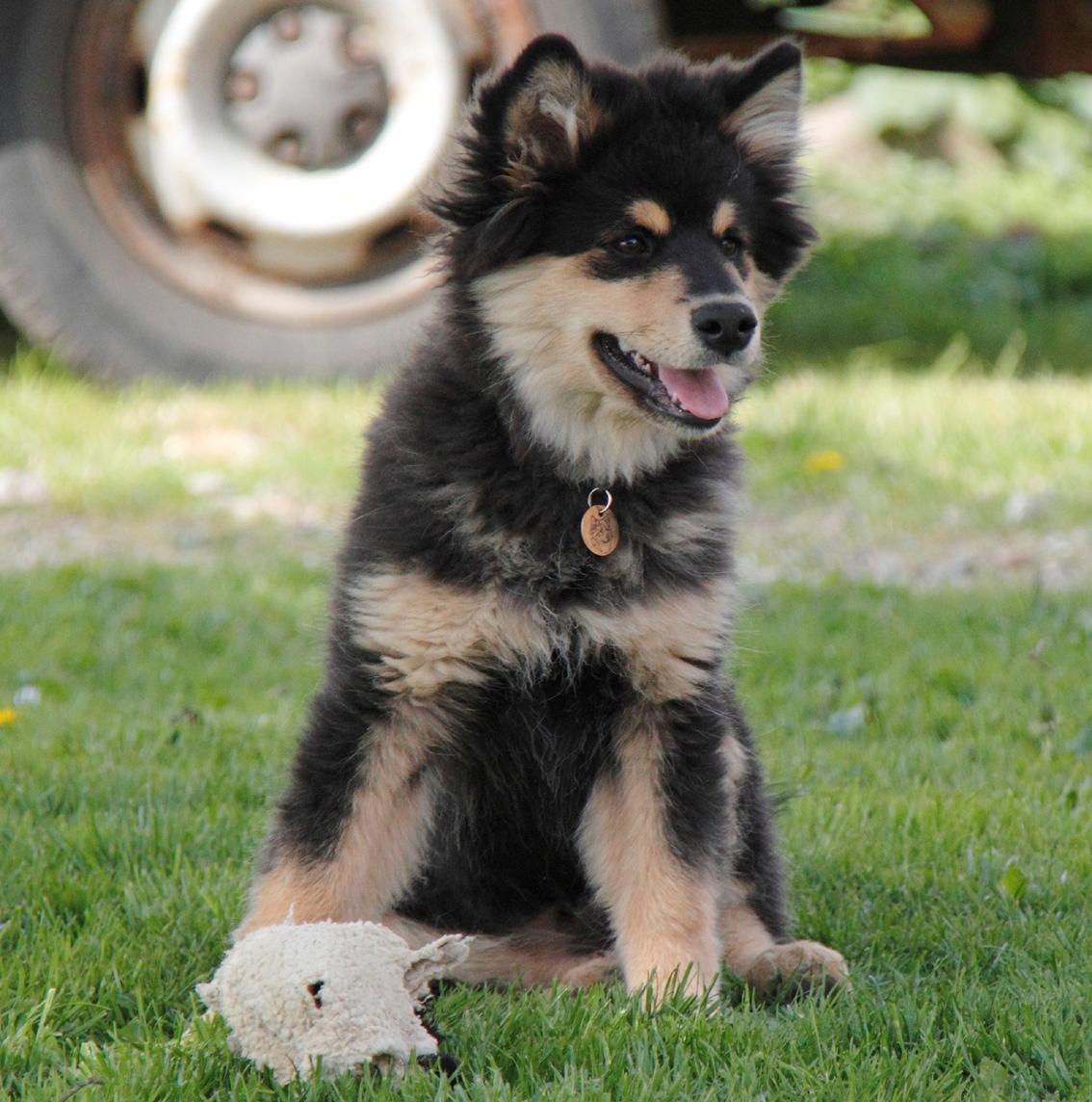 Finsk lapphund Kello Zikki - Zikki 4,5 md. Næsten træt. billede 18