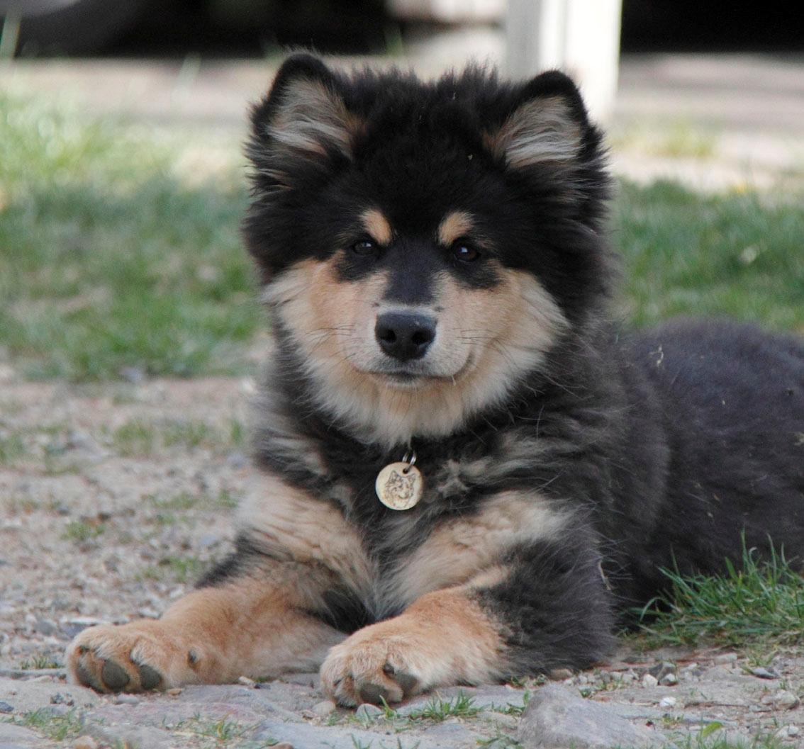 Finsk lapphund Kello Zikki - Zikki 4,5 md. billede 16