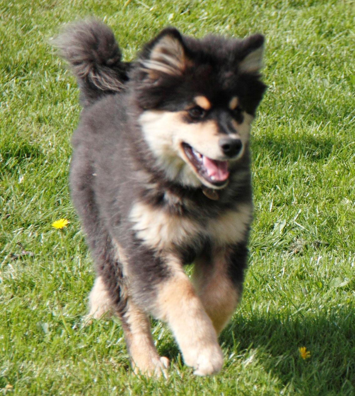 Finsk lapphund Kello Zikki - Zikki 4,5 md. Jaaaa, her kommer jeg. billede 17