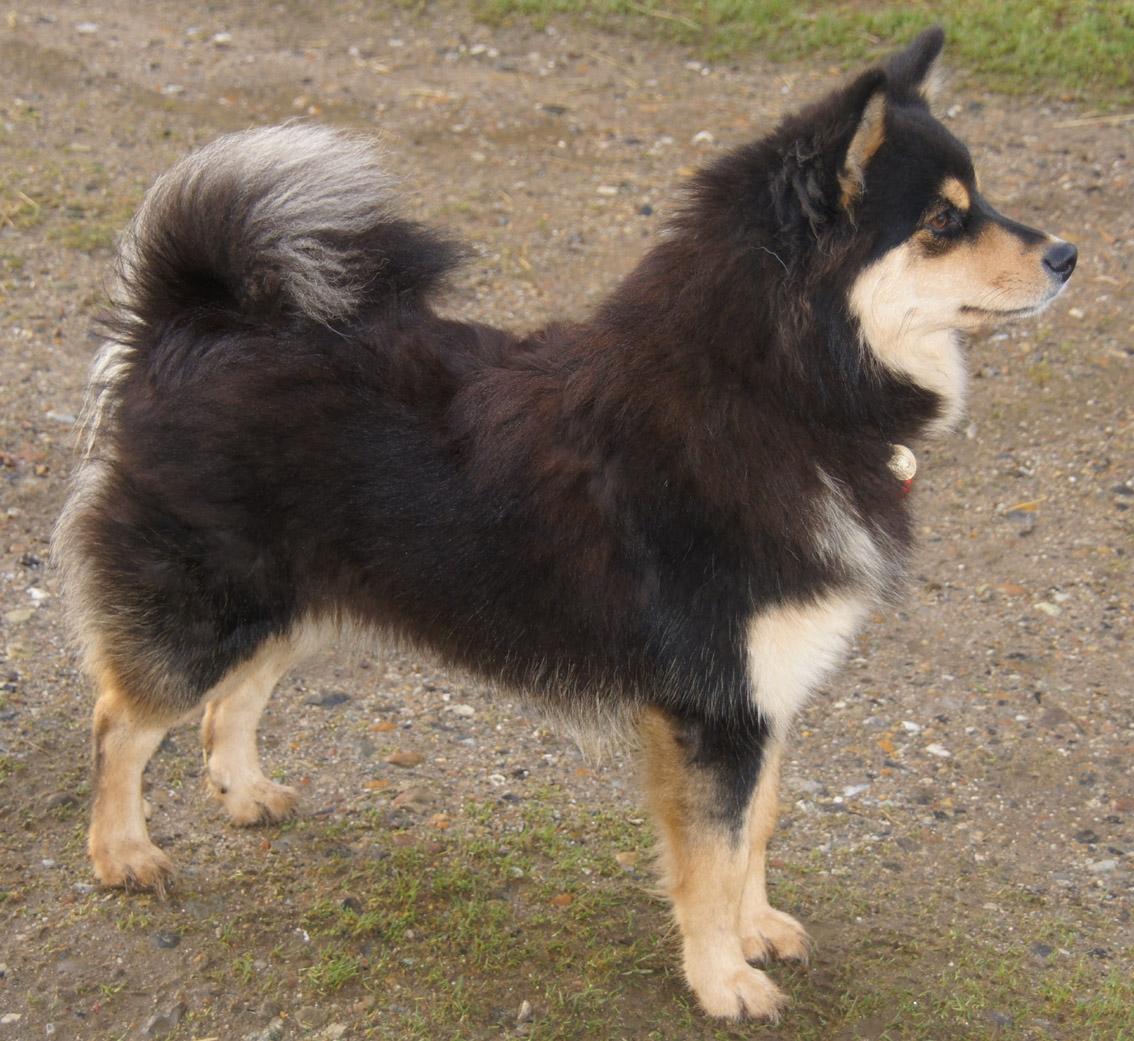 Finsk lapphund Kello Zikki - 10.1.2012, Zikki 12½ md. Her med masser af vind i pelsen. billede 1