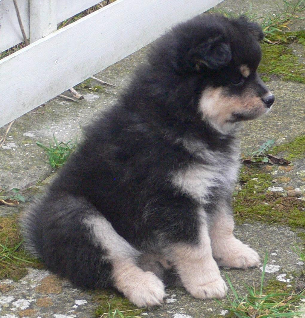 Finsk lapphund Kello Zikki - Zikki 6 uger. billede 20