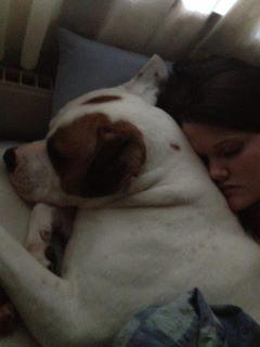 Amerikansk bulldog Kaine - Bebehunden<3 - Februar 2012 
Mit et og alt - Alt i en! <3 billede 11